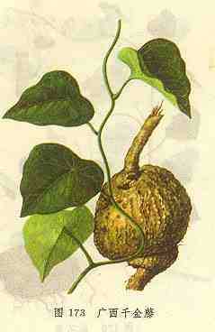 广西千金藤