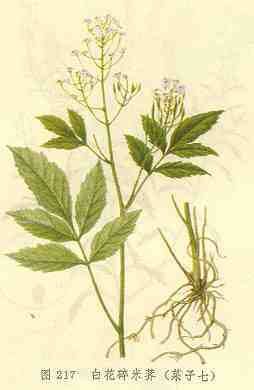 白花碎米荠