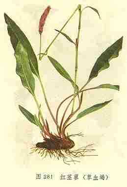 红茎蓼