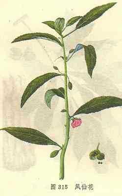 凤仙花