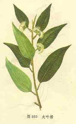 大叶桉