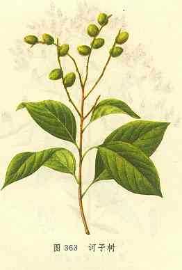 诃子树