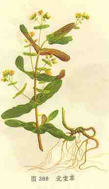 元宝草