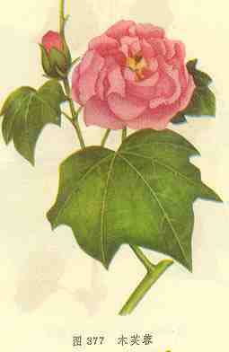 木芙蓉