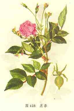 月季