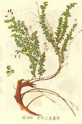 小叶三点金草