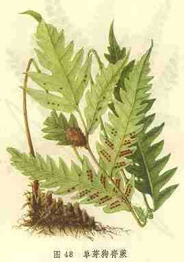 单芽狗脊蕨