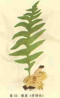 槲蕨（骨碎补）