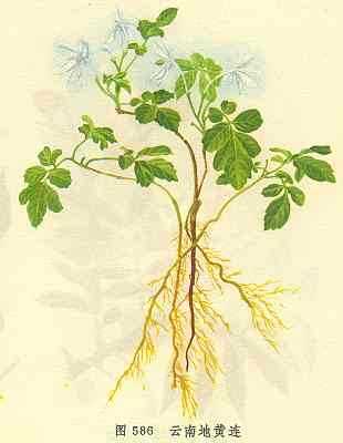 云南地黄连