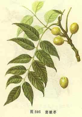 南酸枣
