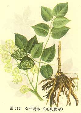 心叶葱木