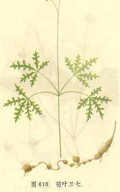 羽叶三七
