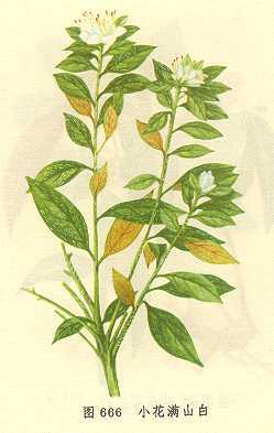 小花满山白