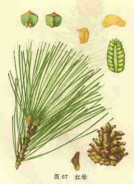 红松