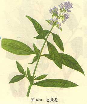 密蒙花