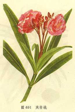 夹竹桃