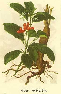 云南萝芙木