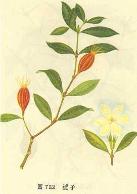 栀子