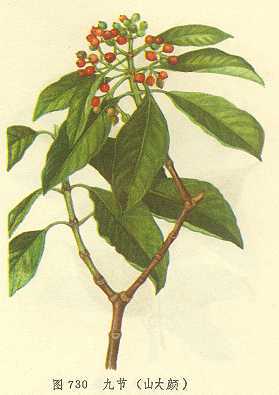 九节