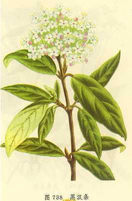 黑汉条