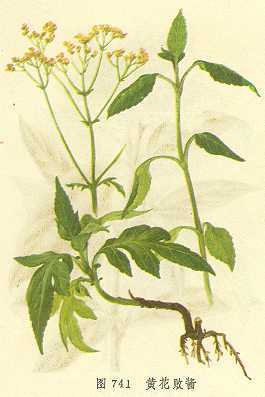黄花败酱