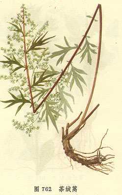 茶绒蒿