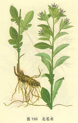 北苍术