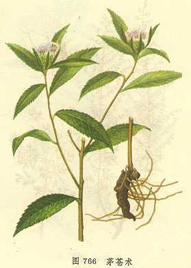 茅花术
