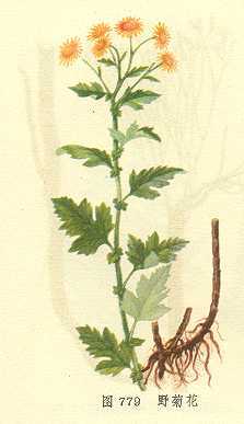 野菊花