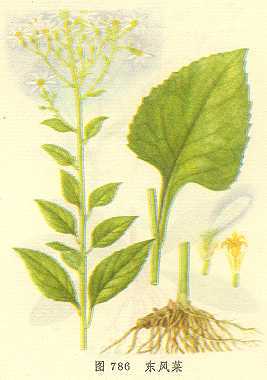 东风菜