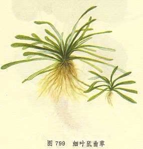 细叶鼠曲草