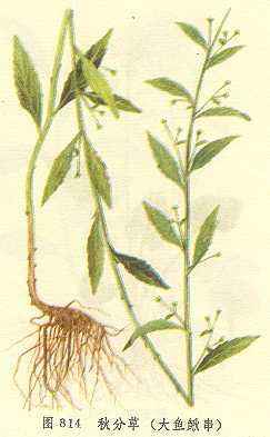 秋分草