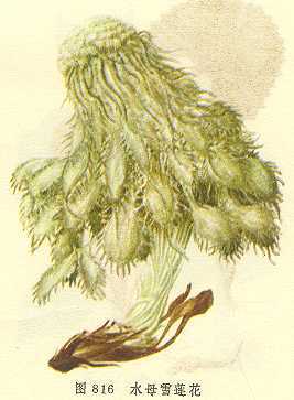 水母雪莲花