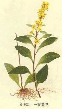 一枝黄花