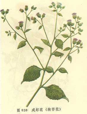 咸虾花