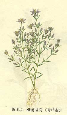 云南当药