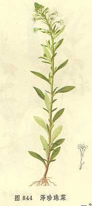 泽珍珠菜