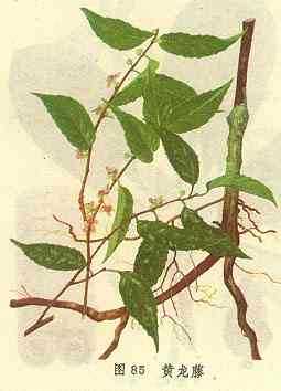 黄龙藤