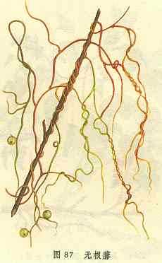 无根藤