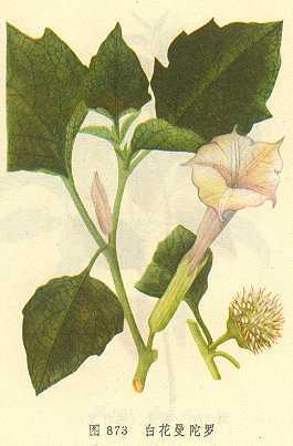 白花曼陀罗