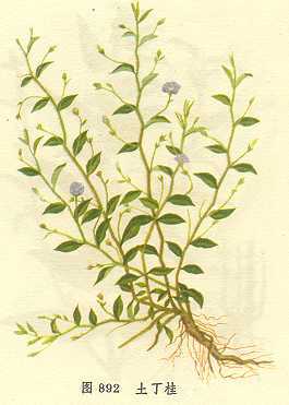 土丁桂