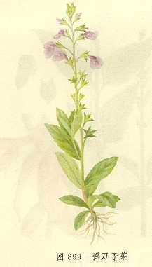 弹刀子菜