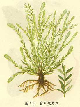 白毛鹿茸草