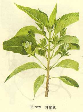 鸭嘴花
