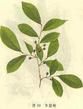 牛筋树