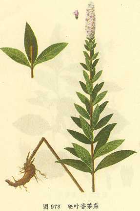 轮叶香茶菜