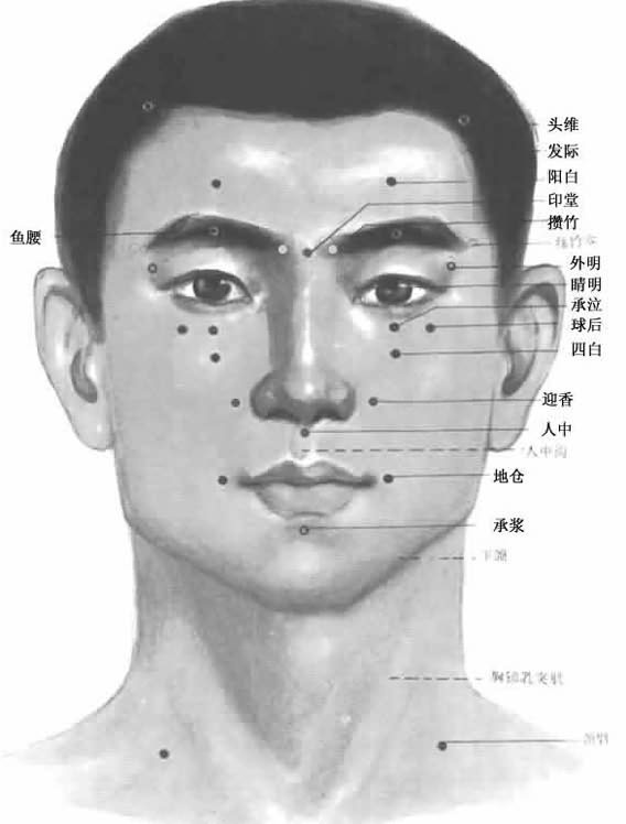 面部正面穴位图