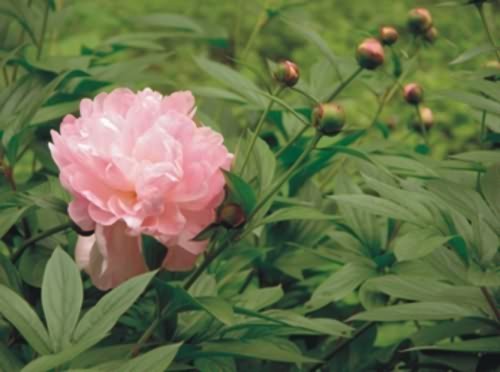 白芍