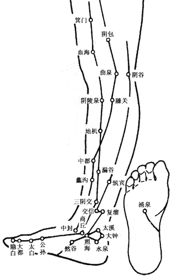 下肢内侧穴位图