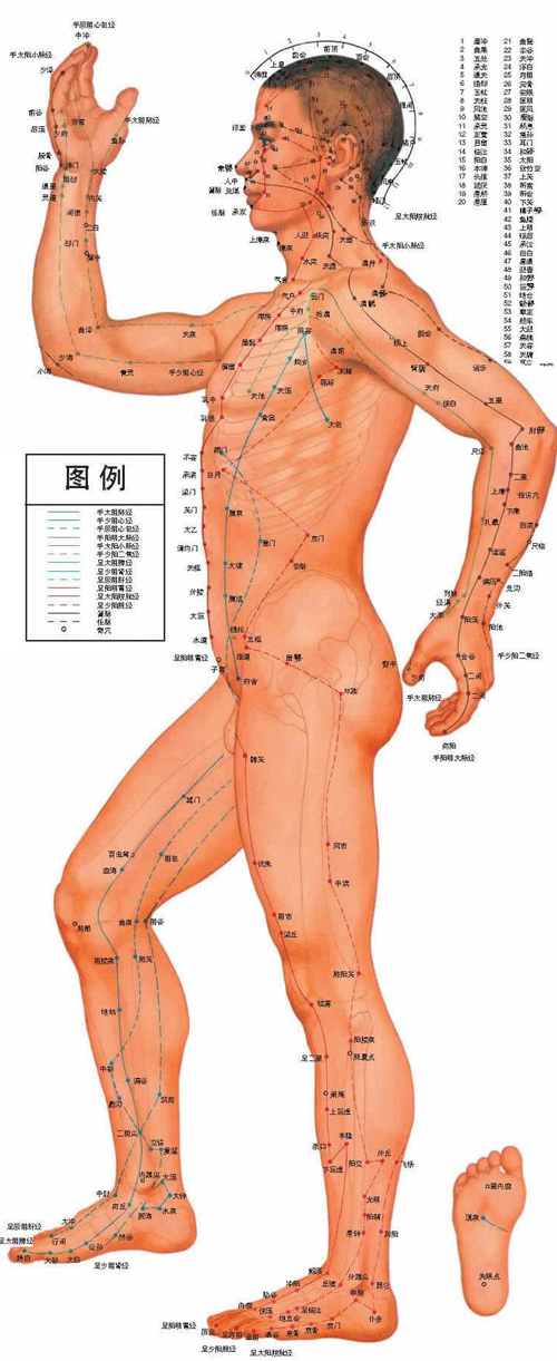 男性人体<a href=http://www.ye8.net/zhongyiyao/zyxx/jl/087513C927I403K3BC1238F.html target=_blank>经络</a>穴位图侧面